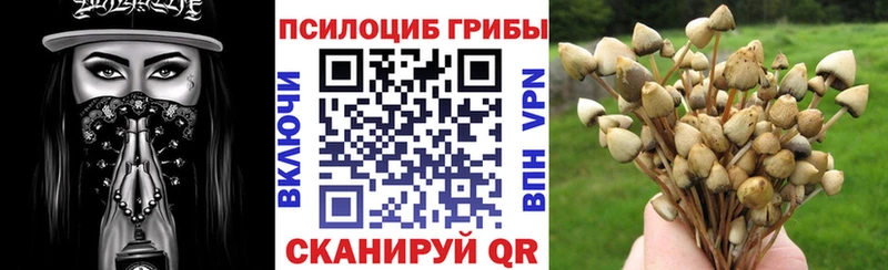купить наркотики цена  Болохово  Галлюциногенные грибы мицелий 